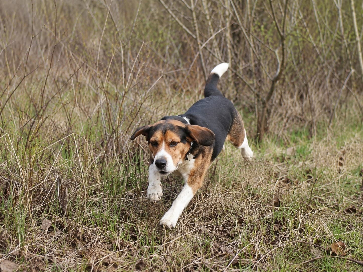 Beagle Training