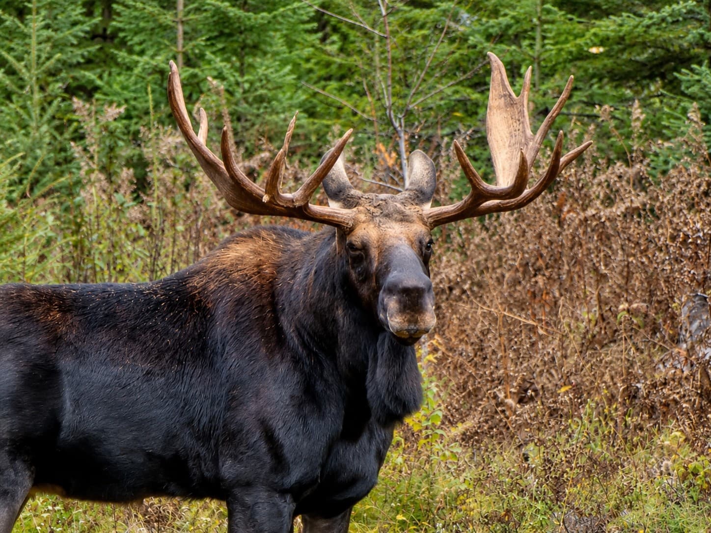 Moose