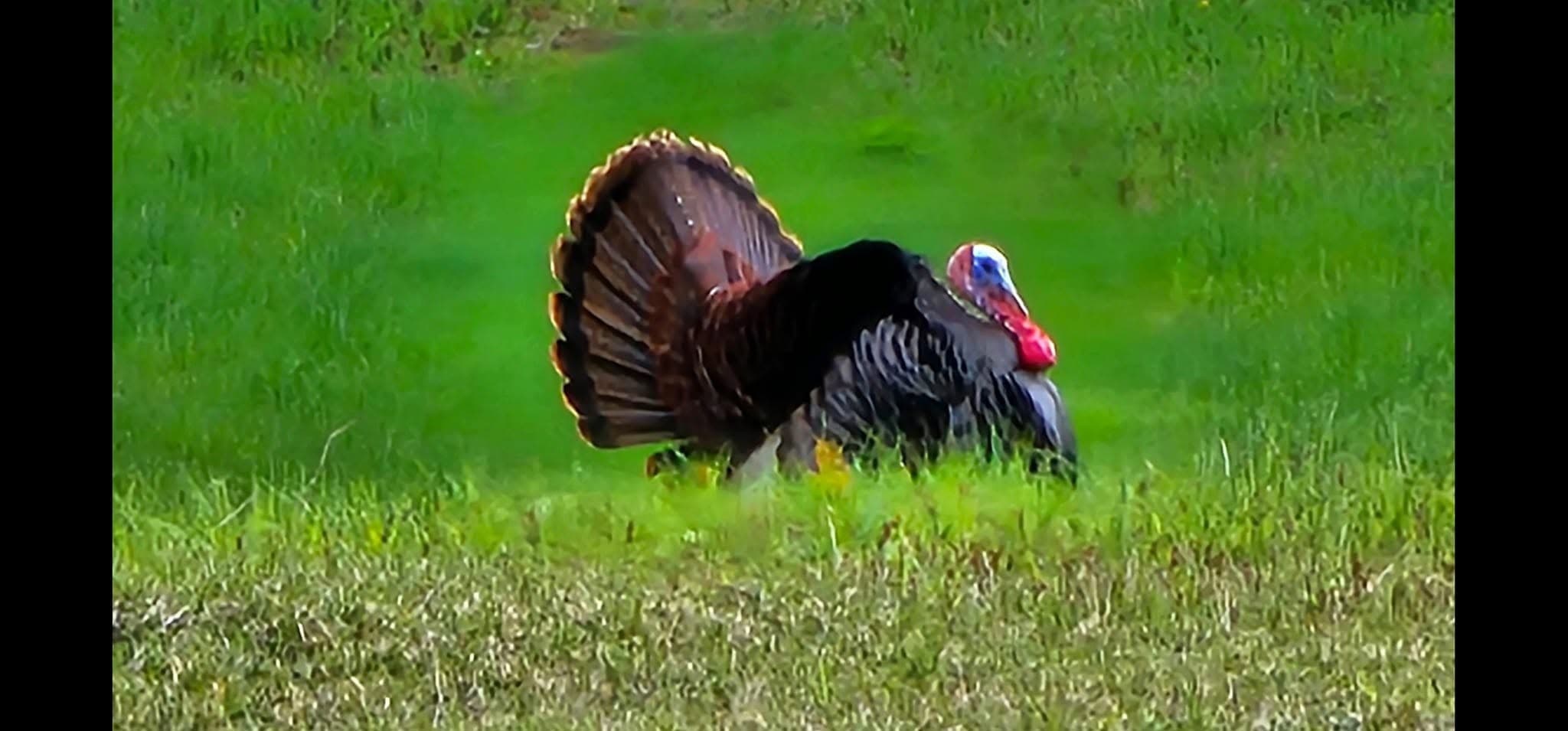 Turkey