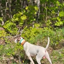 Pointer bird dog portrait