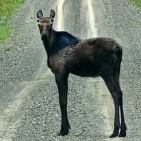 Bull moose on a Maine logging road