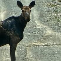 Moose