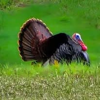 Upland Birds